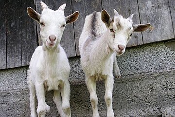 An image of baby goats at a petting farm in the ski resort of Montalbert in the French Alps
