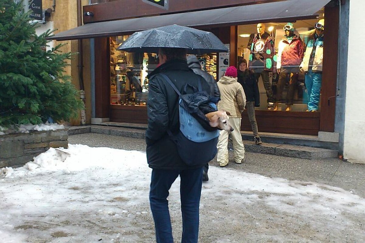 An image of a dog being carried through Chamonix in a rucksack