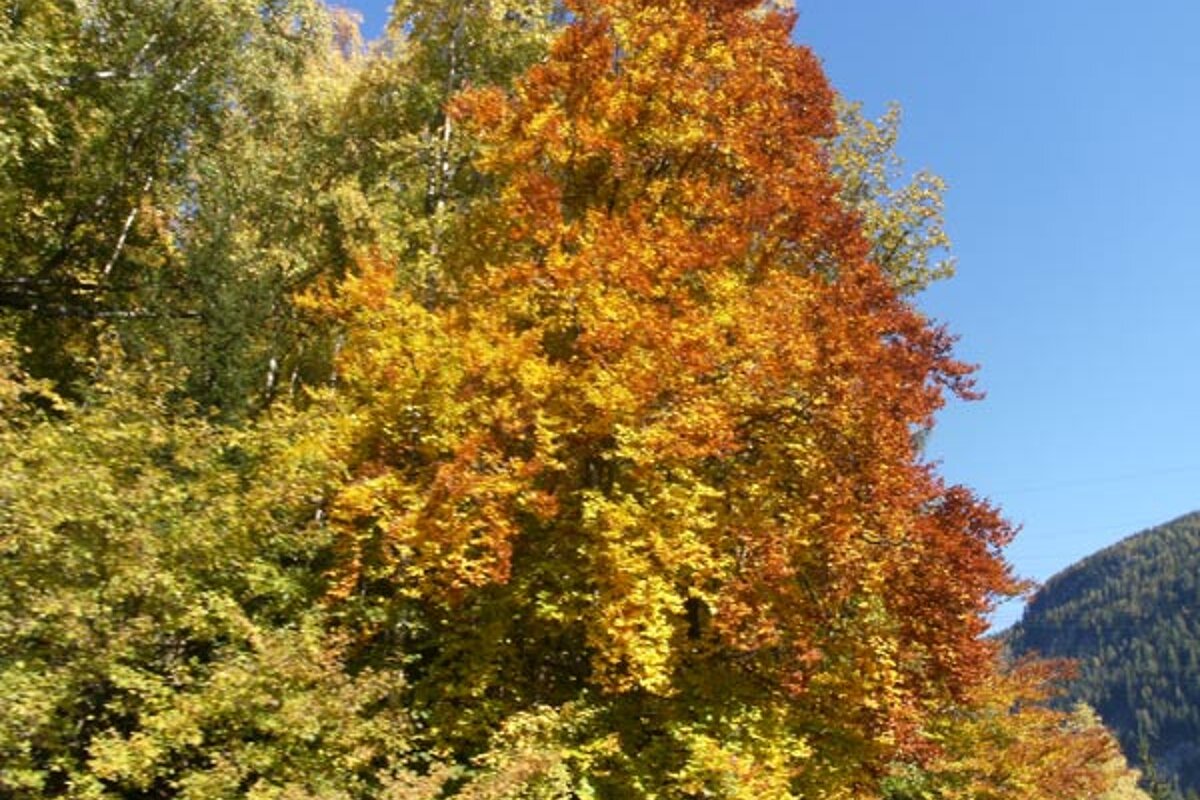 A tree with yellow and red leaves against a blue sky