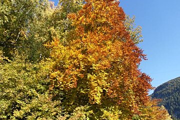A tree with yellow and red leaves against a blue sky