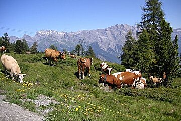 A herd of cows grazing in a field with mountains in the background