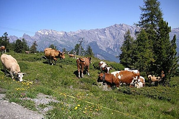 A herd of cows grazing in a field with mountains in the background