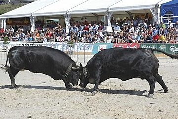 Two bulls are fighting on a dirt field in front of a crowd