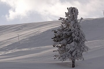 A snowy hillside with a tree in the foreground
