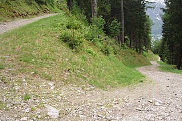 A dirt road winds through a lush green forest