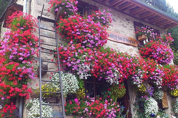 An image of a mountain chalet covered in flowers in Chamonix Mont Blanc