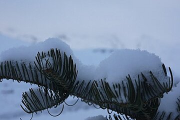 close up of snow on fir tree