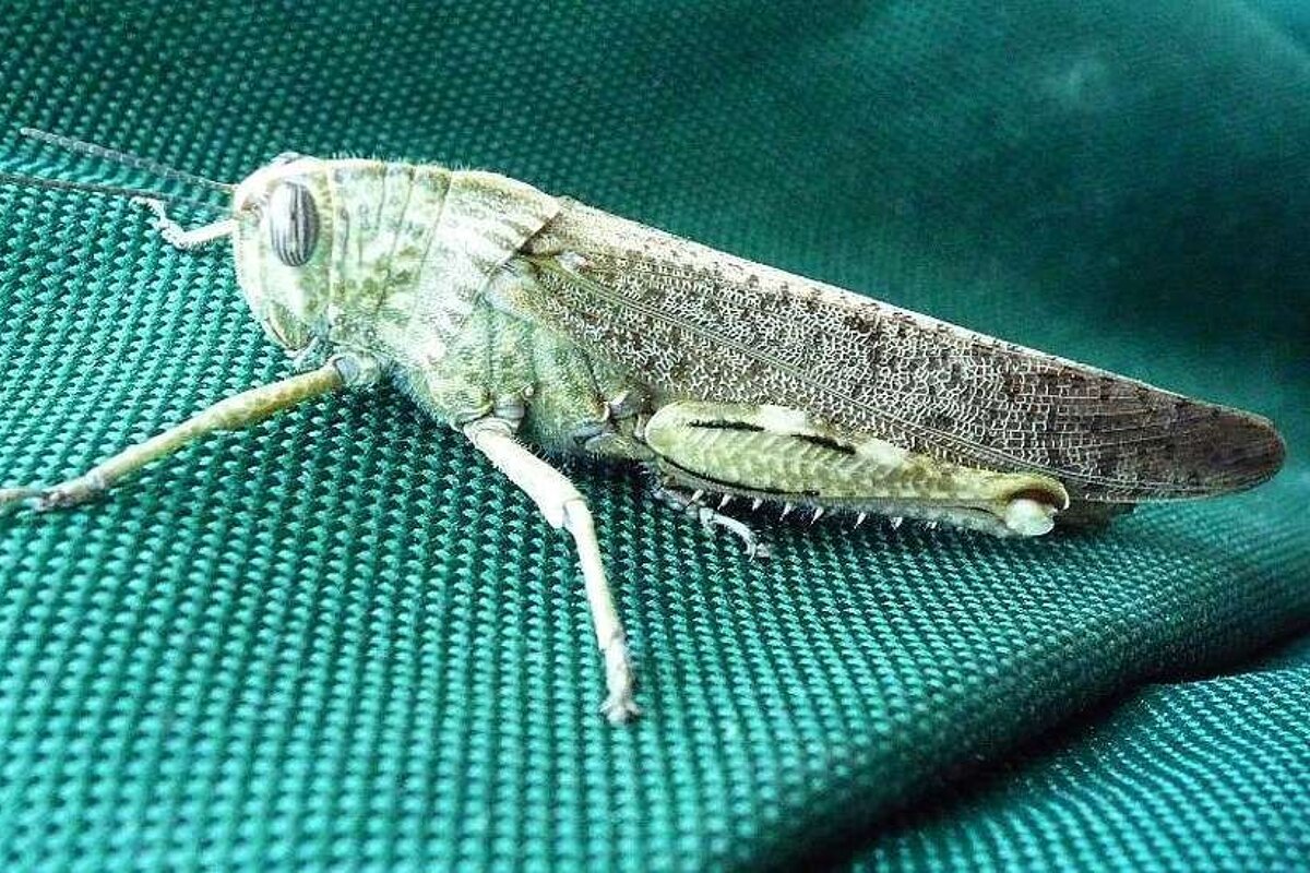 An image of a grasshopper