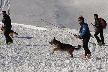 Avalanche dogs and handlers