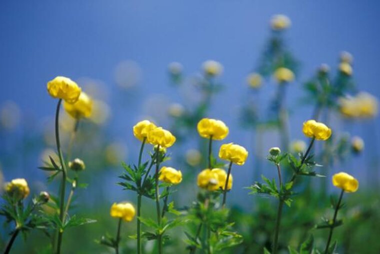 A field of yellow flowers against a blue sky