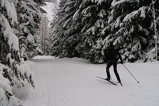 An image of a cross country skier ski de fond in Chamonix Bois de Bouchet