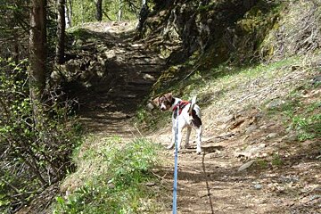 Dog on hiking trail
