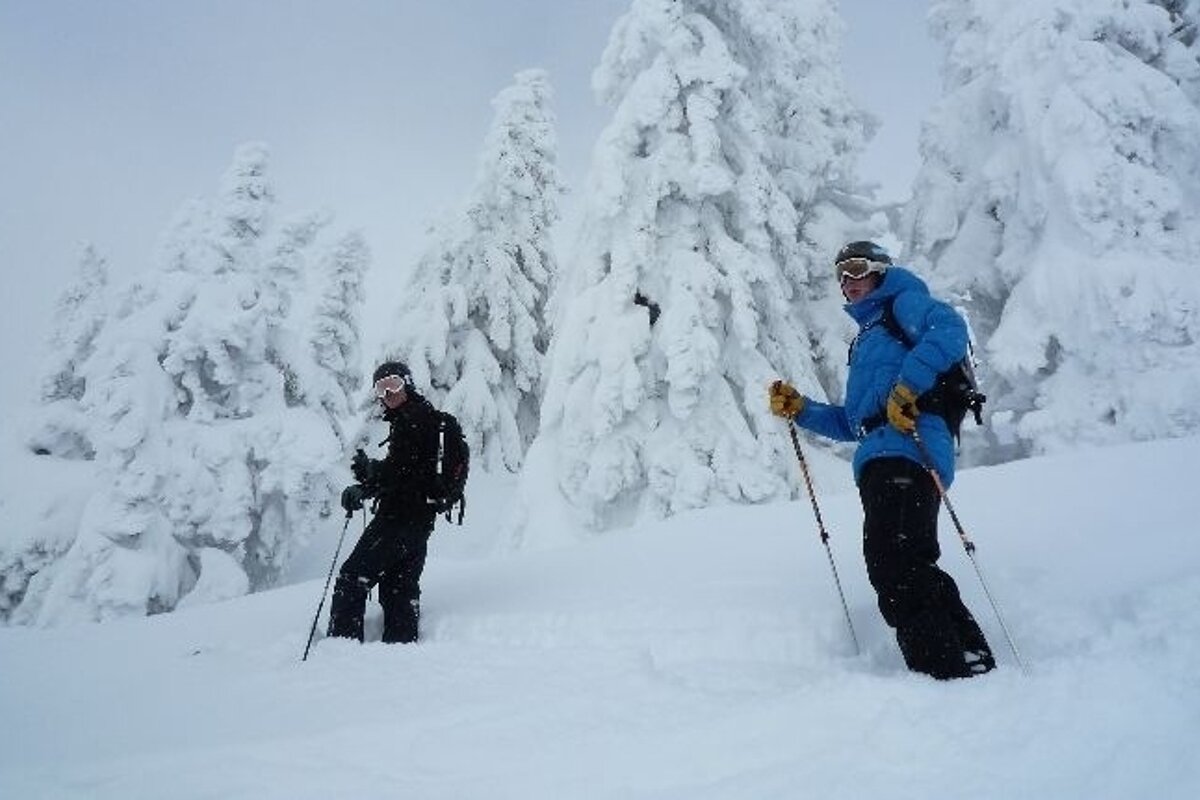 Skiers standing in powder with snow covered trees behind