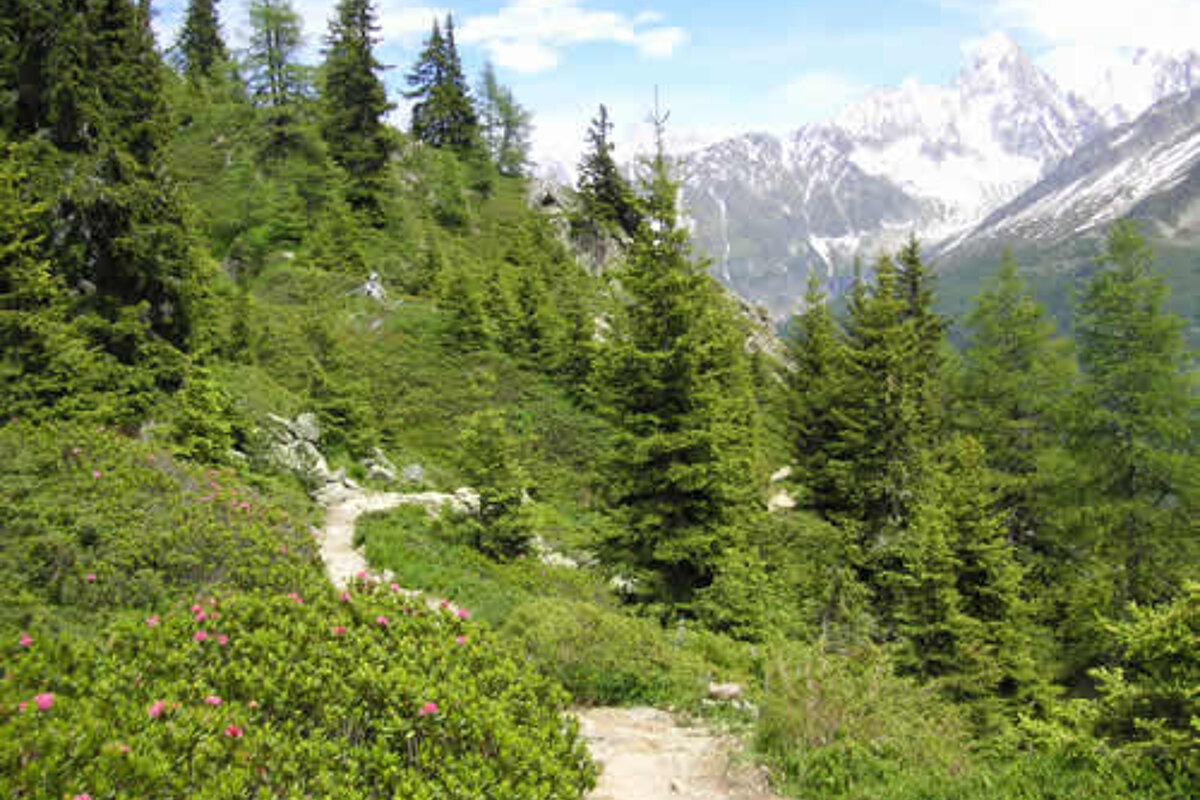 A path in the woods with mountains in the background