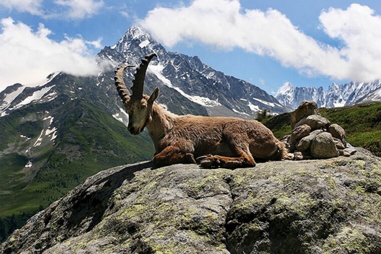 A goat laying on a rock with a mountain in the background