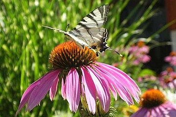 An image of a butterfly on a pink flower