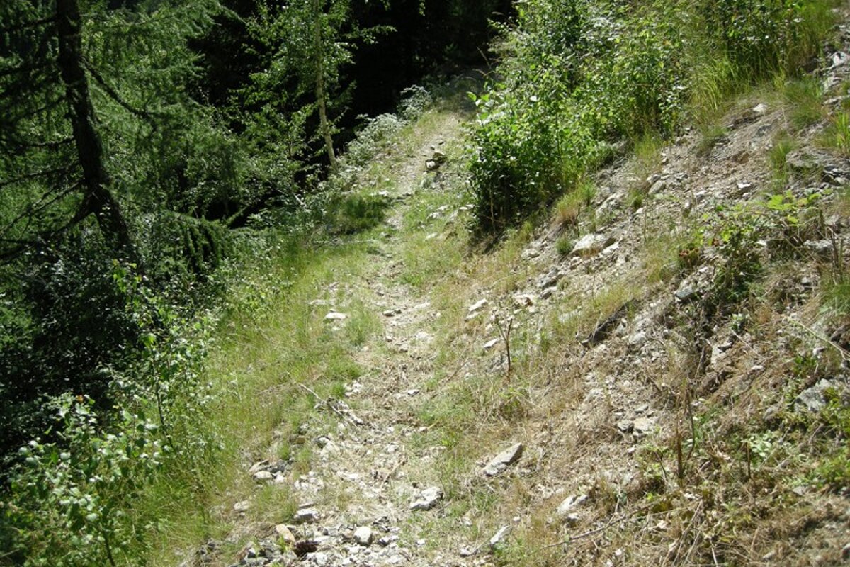 A dirt path going through a lush green forest