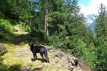 An image of a dog walking in the mountains in Chamonix Mont Blanc