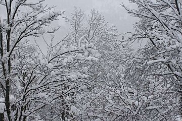 A picture of a trees covered in snow