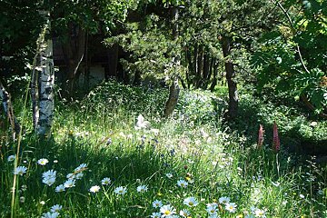 A field of daisies and other flowers in the woods
