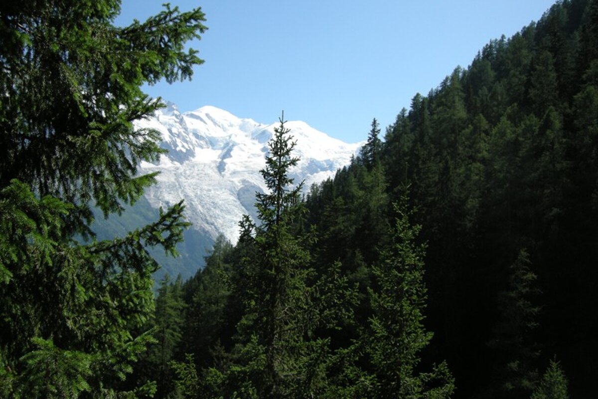 A snowy mountain is visible through the trees