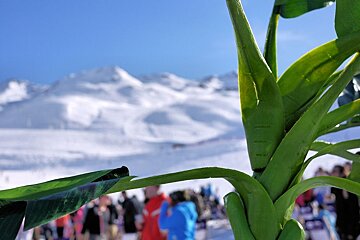 An image of a fake plant outside Bar 360