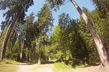 A dirt road in the middle of a forest