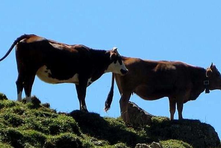 Tarentaise cows on ridge top