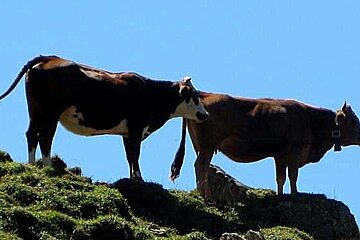 Tarentaise cows on ridge top