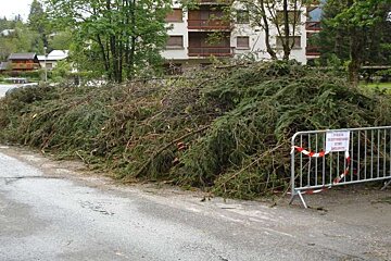 tree debris
