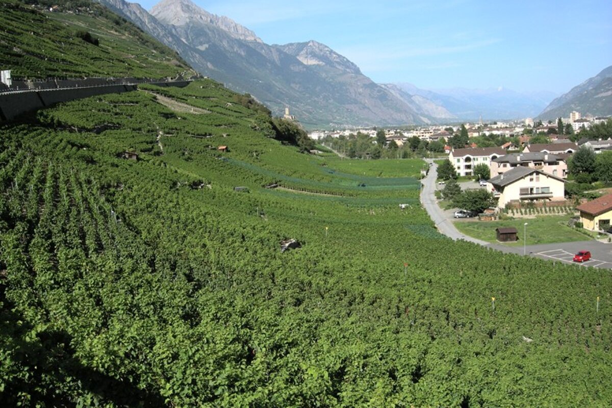 A lush green hillside with mountains in the background
