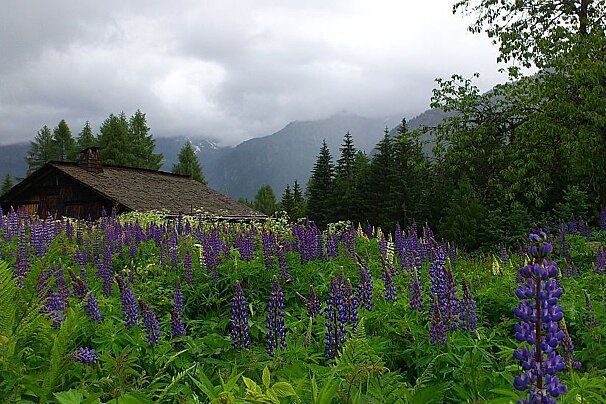An image of a chalet and flower meadow with mountains in Chamonix Mont Blanc