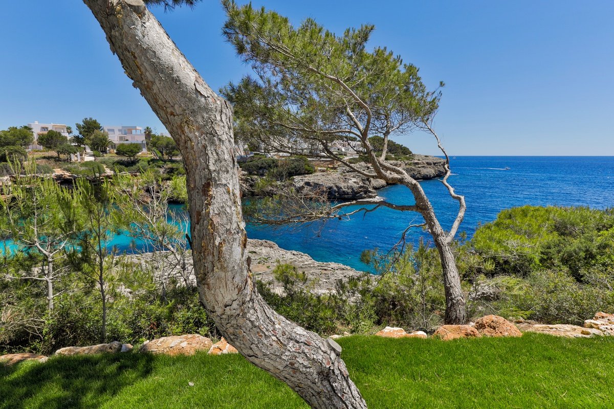 A tree stands on a cliff overlooking the ocean