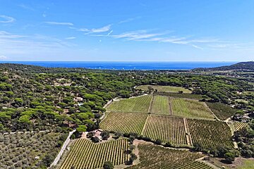 An aerial view of a lush green forest and vineyards with the ocean in the background