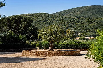 A tree in a circular stone planter stands in a gravel courtyard, with lush, forested hills in the background under a clear blue sky.