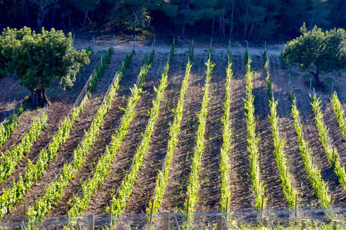 Rows of green plants in a field with trees in the background