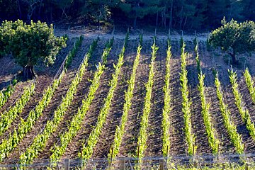 Rows of green plants in a field with trees in the background