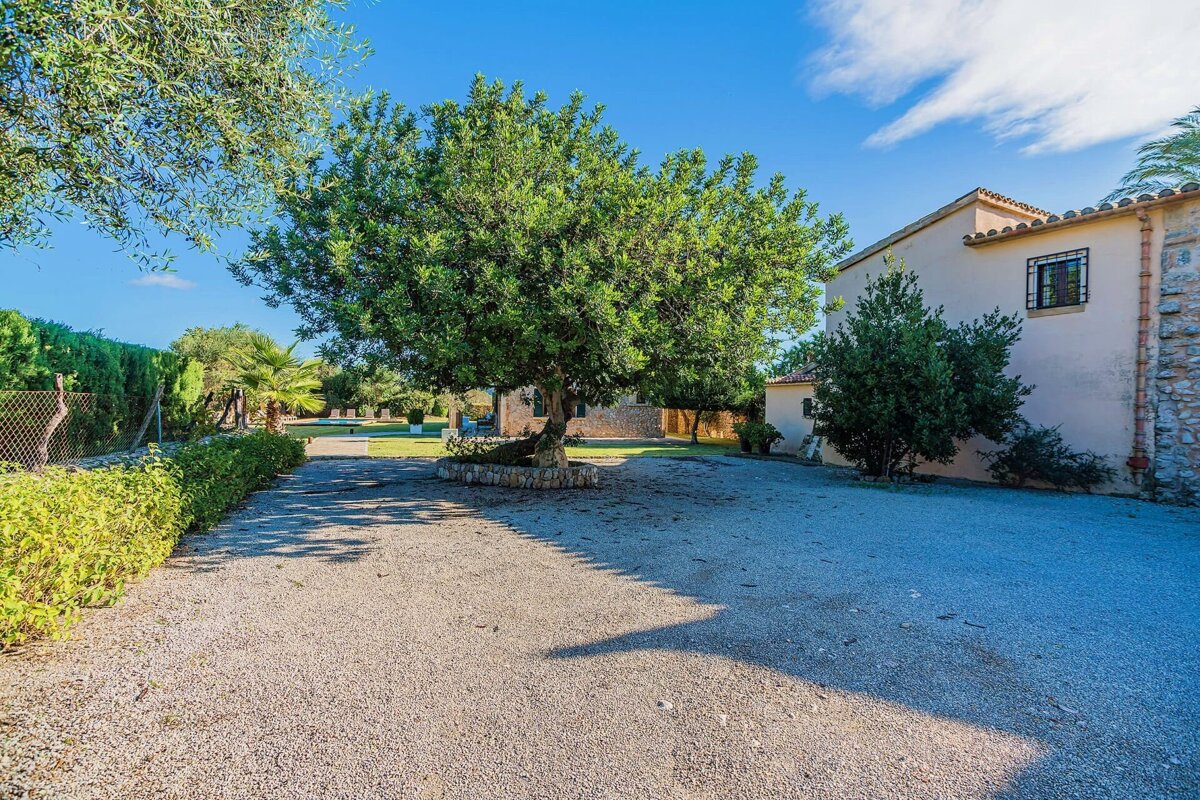 A driveway leading to a house with a tree in the middle