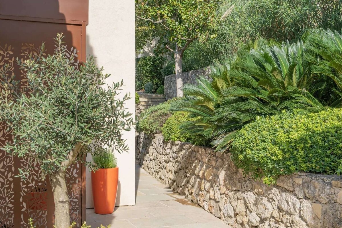 A path winding through a lush garden with stone walls, diverse green plants, an olive tree by a decorative screen, and a bright orange pot.