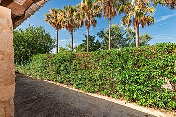 A lush green hedge with palm trees in the background