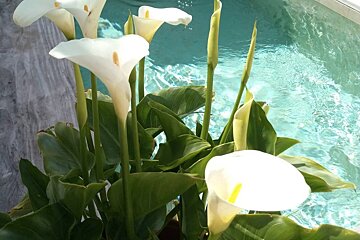 A bunch of white flowers in front of a pool