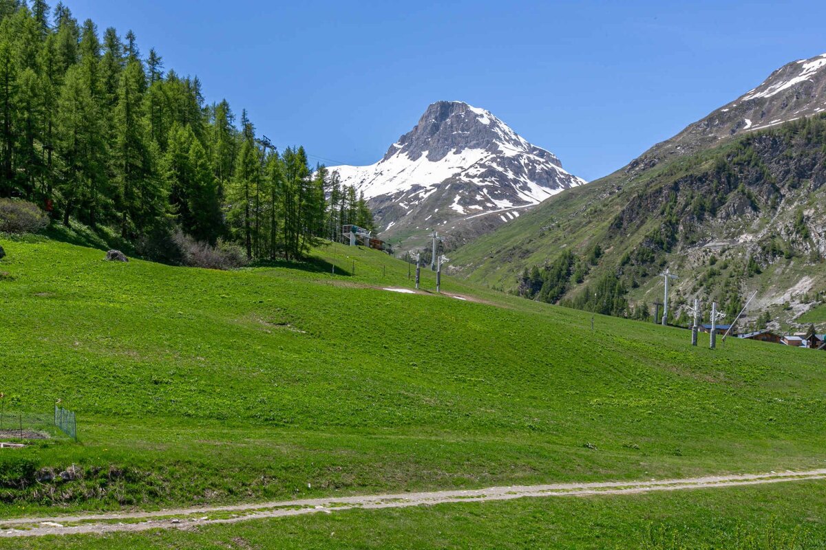 Lush green alpine meadow and pine forest under a clear blue sky, with a snow-capped mountain peak in the distance.