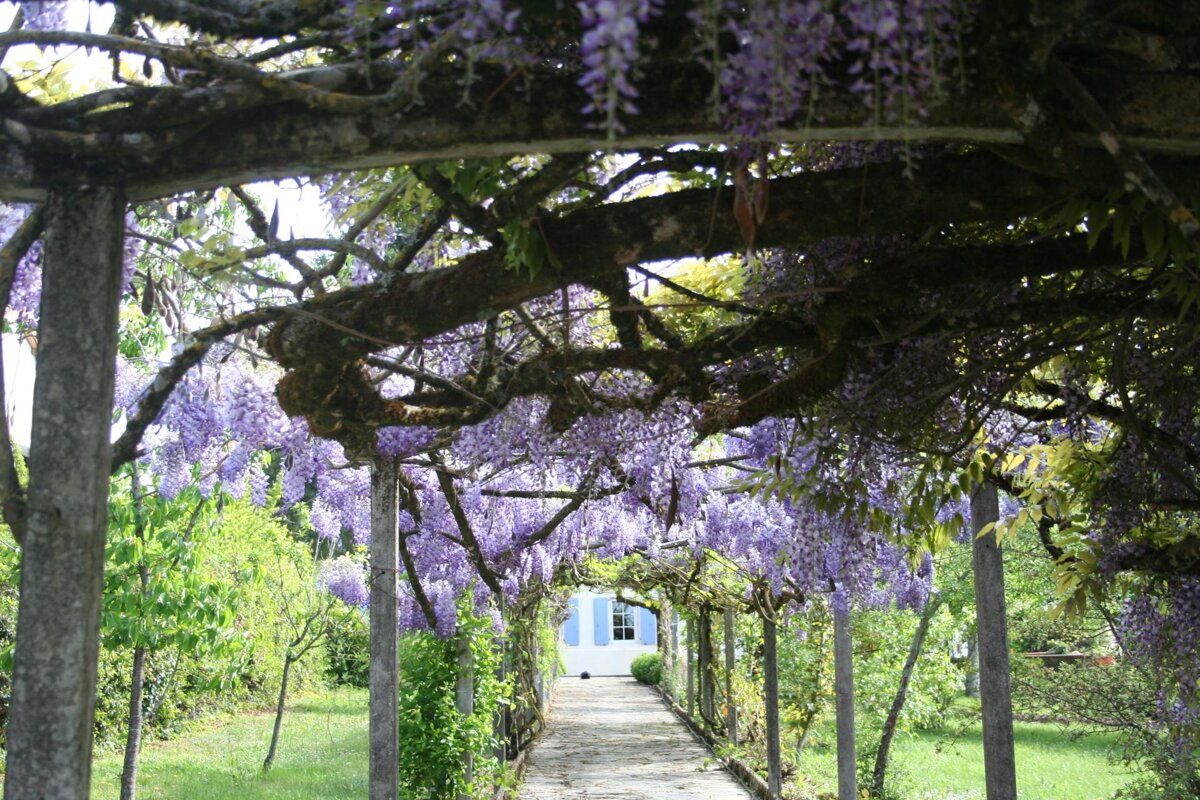 A walkway with purple flowers hanging from the trees