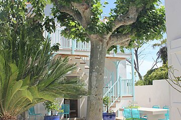 A tree in front of a white building with blue stairs
