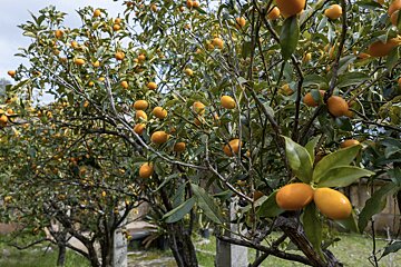 A bunch of oranges are growing on a tree