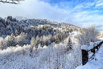 A snowy forest with a wooden fence in the foreground