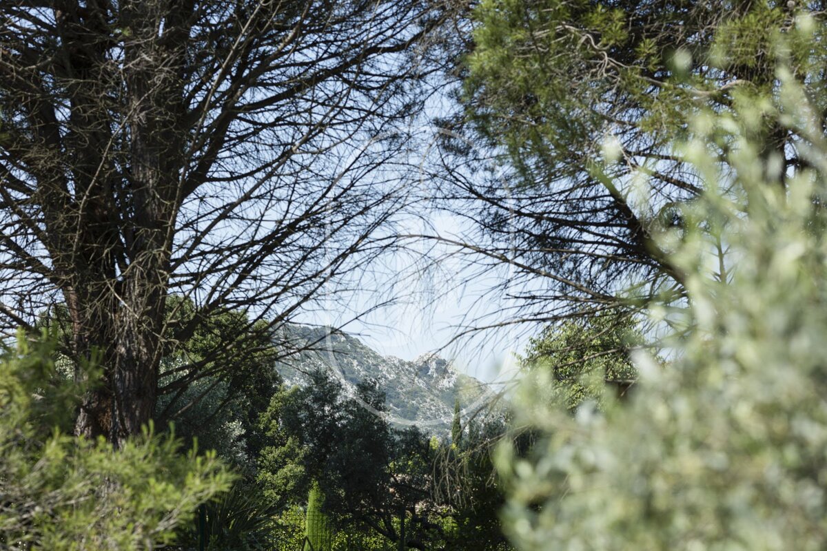 A view of a mountain through a forest of trees