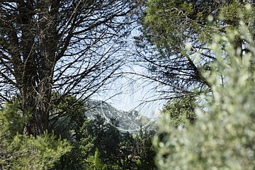 A view of a mountain through a forest of trees