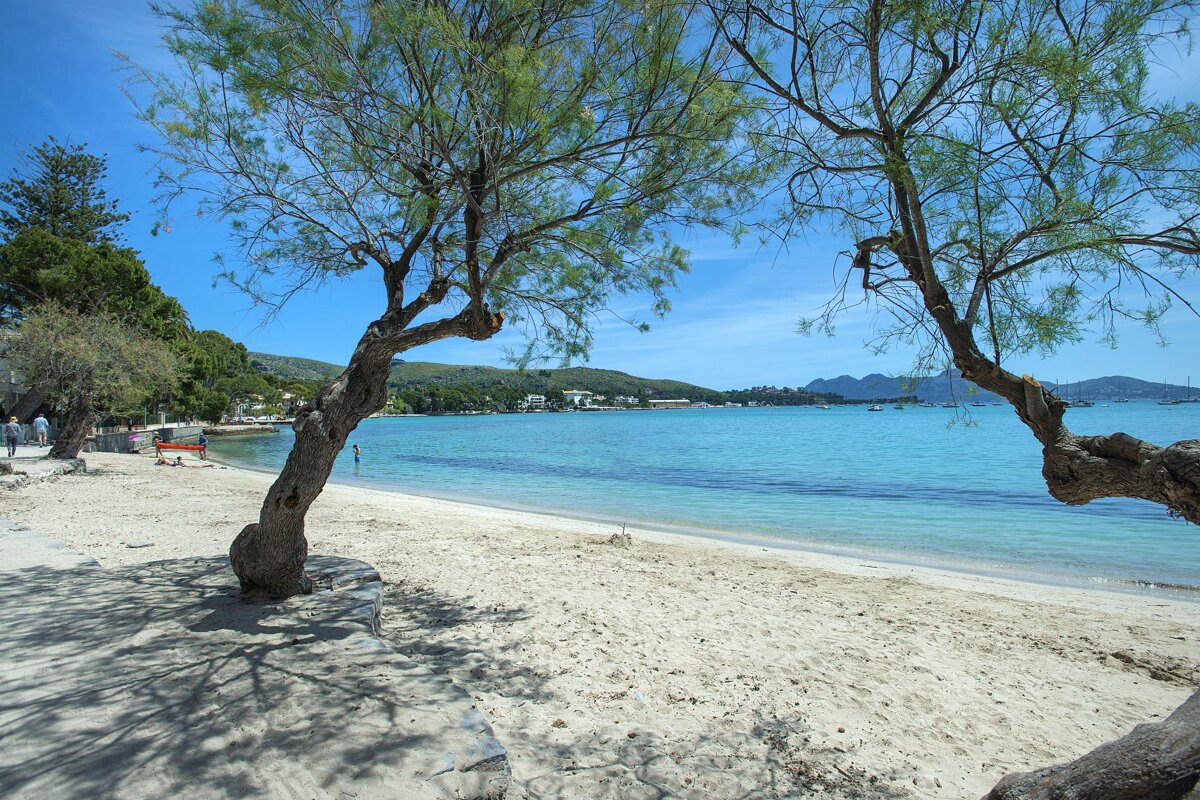 A beach with a tree in the foreground and mountains in the background