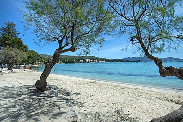 A beach with a tree in the foreground and mountains in the background